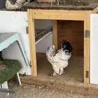 دجاج براهما للبيع