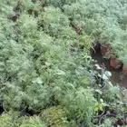 شبث او سنوت بلدي