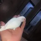 روز البينو اليف وهدد