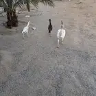 دجاج باكستاني للبيع