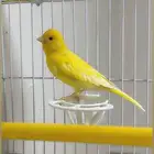 كناري ذكر