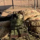 غنم مواليد نعيم