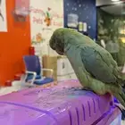 ببغاء الدره الهندي