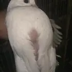 فروخ حمام البيع جيع فرنسي وزاجل