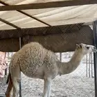 قعود و بكره