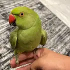 اقبل أتمنى أي أنواع من فصيلة الطيور في محمية الكبيرة