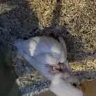 زوج روز منتج مع انتاجه البينو