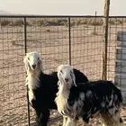 طليان نجدي