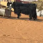 تيس فحل عارضي كفو شرط القريع سنه سديس