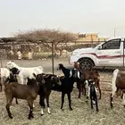 غنم مقاني