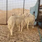 حريات خرفان