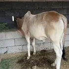 حسيل بلدي