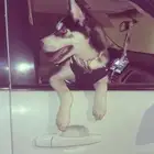 كلب هاسكي للبيع أنثى العمر 4 شهور