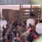 دجاج