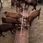 معزا بلدي دهم للبيع