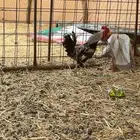 ديك شوكي وديوك فيومي وبلدي