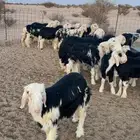 طليان نجد فاخره وغلبها مشاريع
