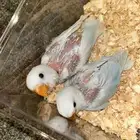 فرخين روز