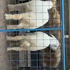 ذبائح للبيع كبير وسط حري سواكني حمري ابيض يوجد تابي وامكان