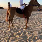 فرس شعبيه طيبه
