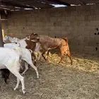 معزا بيشي وسوري