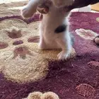 قطه للبيع