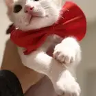 قط للتبني