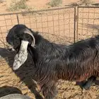 تيس عارضي