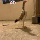 دجاجه شامو ياباني