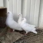 صنعاوي أبيض منتج