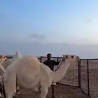 قعود عوني عمره5شهور
