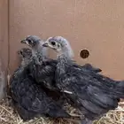 للبيع صوص استرالوب