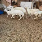 للبيع 5 تحتها 5