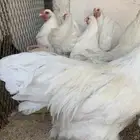 دجاج براهما ابيض