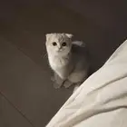 قط سكوتش فولد انثى