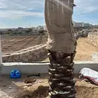 لقاح نخل
