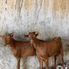 جذعان للبيع.