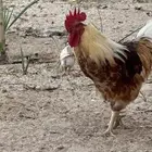 دجاج لوهمان للبيع
