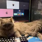 السلام عليكم قطه لتبني النوع شيرازي