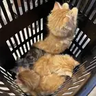 فندقة قطط