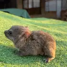 وبران بريه مواليد مصرحة