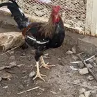 ديوك عربي ترثه اصل