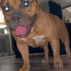 بوكت بولي American bully