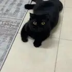 قطه تطلب تزاوج
