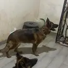 أنثى جيرمن شيبرد شو لين لمحبين التميز