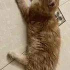 قط لتبني