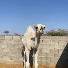 قعود بلدي مقفل ( تم البيع)