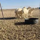 بهم حري العمر ثلاث شهور