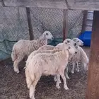 رخال للبيع