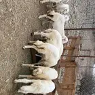 طليان ورخال